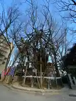 稲毛神社の自然