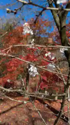 半木神社（賀茂別雷神社境外末社）(京都府)