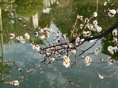 亀戸天神社(東京都)