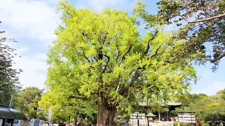 時宗総本山 遊行寺(正式:清浄光寺)(神奈川県)