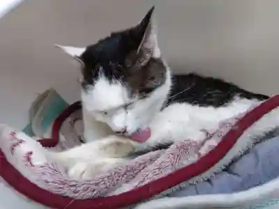 御誕生寺（猫寺）(福井県)