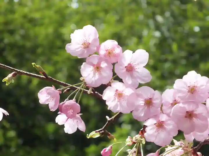 近江神宮の自然