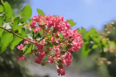 法界寺(日野薬師)(京都府)