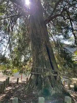 小宅八幡神社(栃木県)