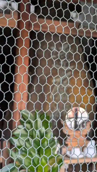 達磨大明神(京都府)