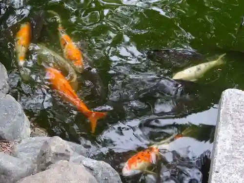 寒川神社の動物