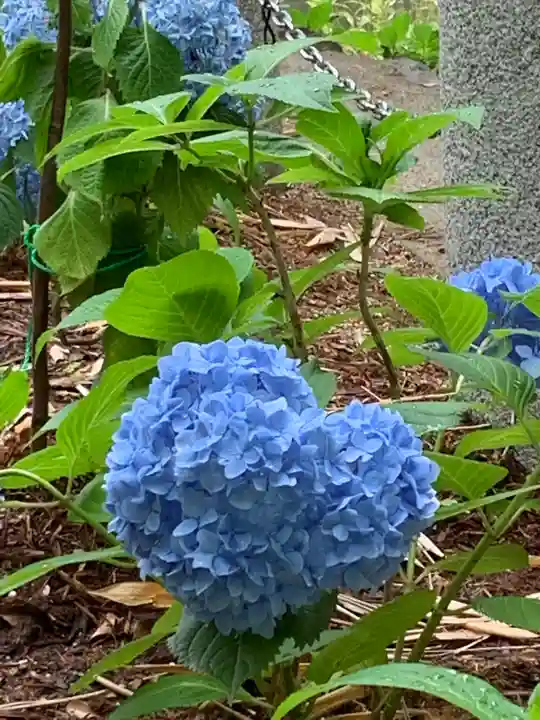 生田神社の自然