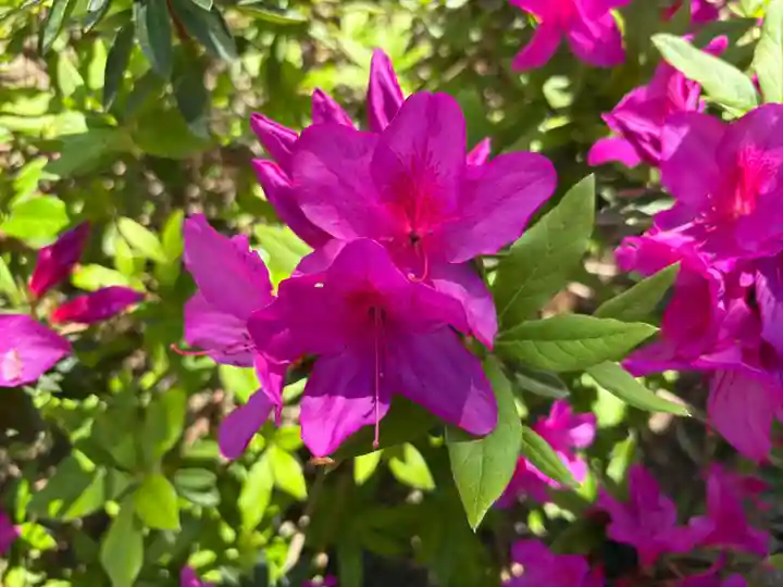 廣田神社(兵庫県)