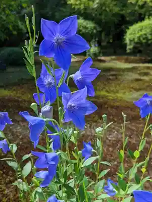 廣隆寺(京都府)