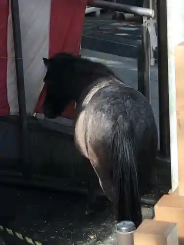 神田神社（神田明神）の動物