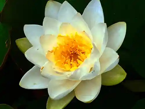 真言宗　善通寺派　薬王寺(香川県)