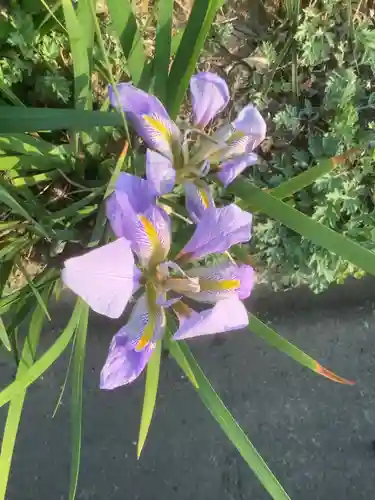 天王社（勝川新町）の自然