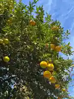 鷲神社(茨城県)