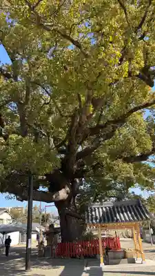 百舌鳥八幡宮(大阪府)