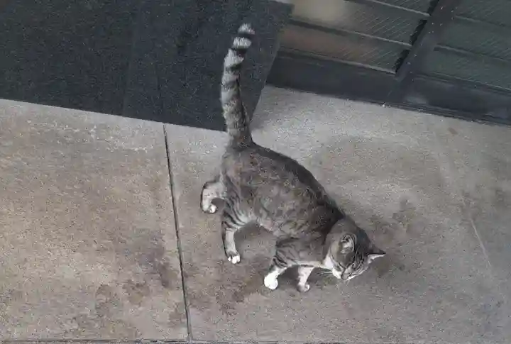 白金氷川神社の御朱印