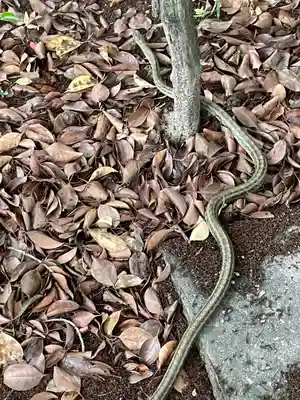 丹南天満宮の動物