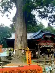 北口本宮冨士浅間神社の自然