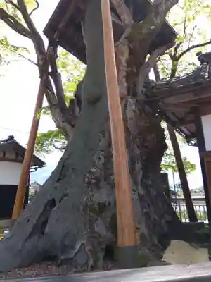 専福寺(福井県)