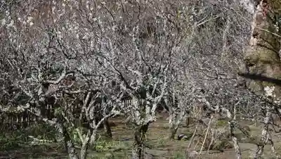 観心寺(大阪府)