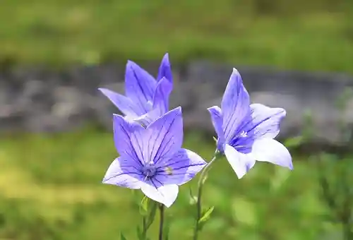 摩利支天堂 禅居庵(京都府)