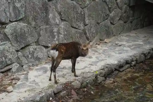 厳島神社の動物