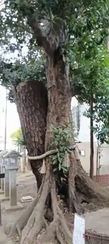 大宮・大原神社(千葉県)