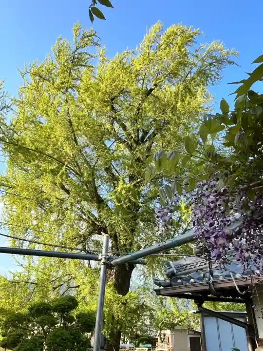 丹生酒殿神社の{uncategorized: "未分類", other: "その他", undefined: "問題あり", building: "その他建物", grave: "お墓", sacred_gate: "鳥居", guardian: "狛犬", statue: "像", buddha: "仏像", history: "歴史", nature: "自然", garden: "庭園", animal: "動物", pagoda: "塔", temizu: "手水舎", mountain_gate: "山門・神門", sanctuary: "本殿・本堂", subordinate: "末社・摂社", art: "芸術", scenery: "景色", jizo: "地蔵", ema: "絵馬", goshuin: "御朱印", omikuji: "おみくじ", items: "授与品その他", amulet: "お守り", goshuincho: "御朱印帳", eats: "食事", festival: "お祭り", votive_dance: "神楽", shichigosan: "七五三参", wedding: "結婚式", experience: "体験その他", initially: "初詣", around: "周辺", anti_infection: "感染症対策"}