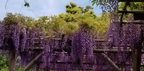 亀戸天神社の庭園