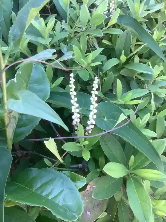 常満寺(愛知県)