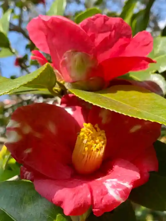 霊鑑寺門跡の自然