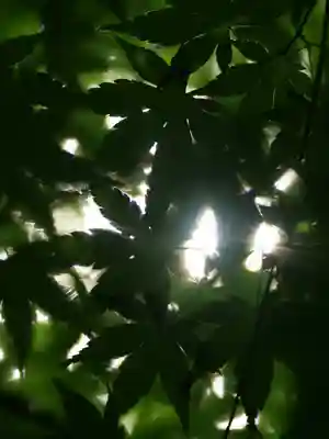 普門寺(切り絵御朱印発祥の寺)の自然