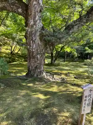 慈照寺（慈照禅寺・銀閣寺）(京都府)