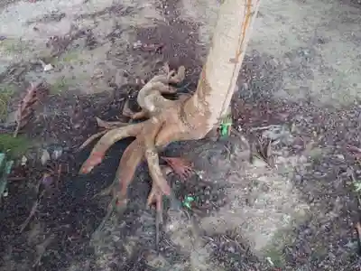 白山神社の自然