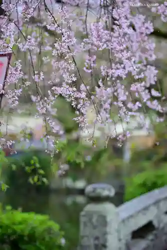 三嶋大社の庭園