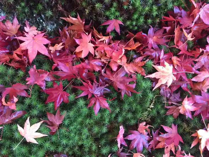 霊鑑寺門跡の自然