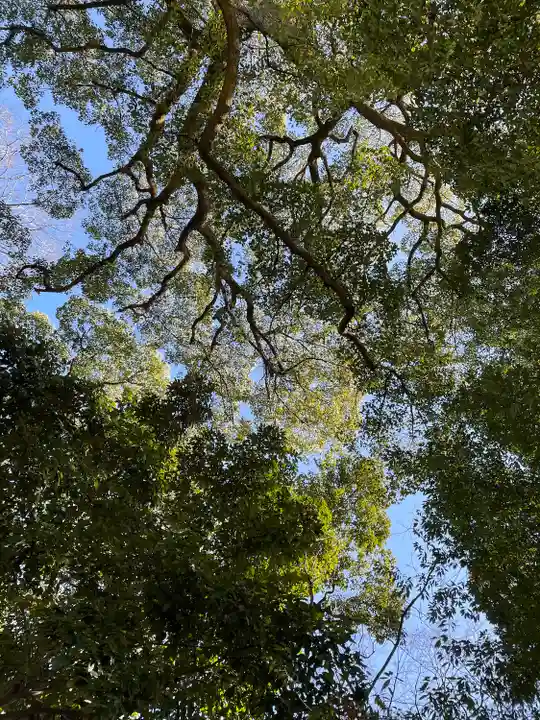 賀茂御祖神社(下鴨神社)の自然