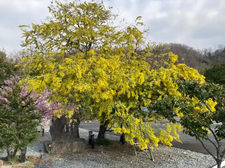 達磨寺(群馬県)