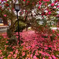 霊鑑寺門跡(京都府)