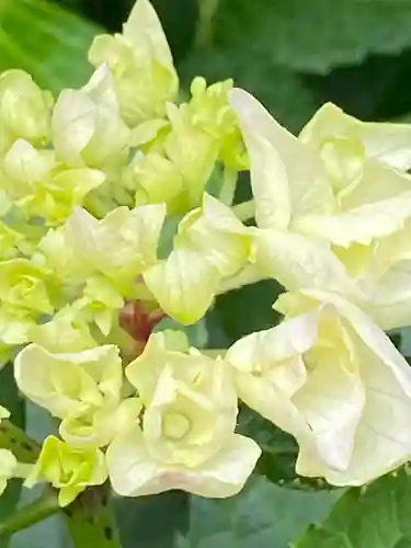 粟嶋堂宗徳寺の自然