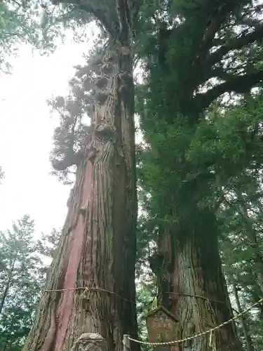 塩原八幡宮の自然