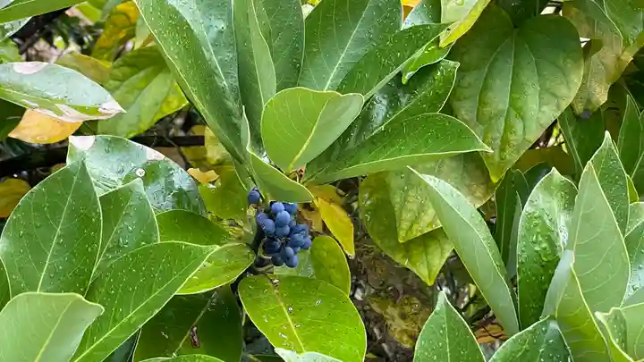 明石山 龍宮寺の自然