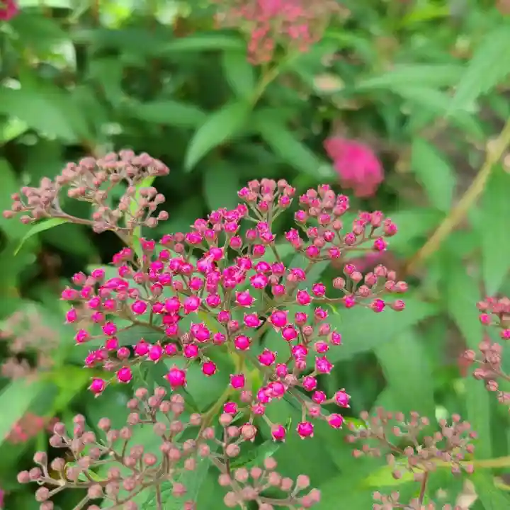 牛嶋天満宮の自然