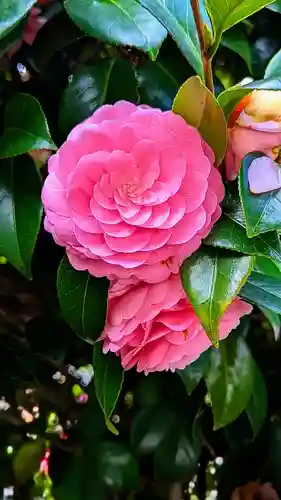 白金氷川神社の自然