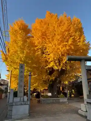 飛木稲荷神社(東京都)