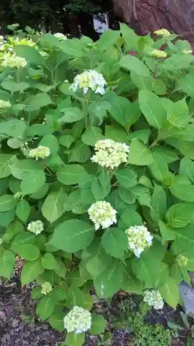 新琴似神社の自然