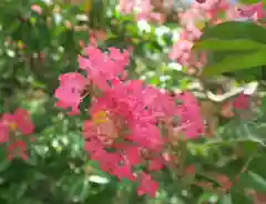 八坂神社(祇園さん)の自然