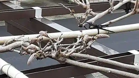 西方山極楽寺(岐阜県)