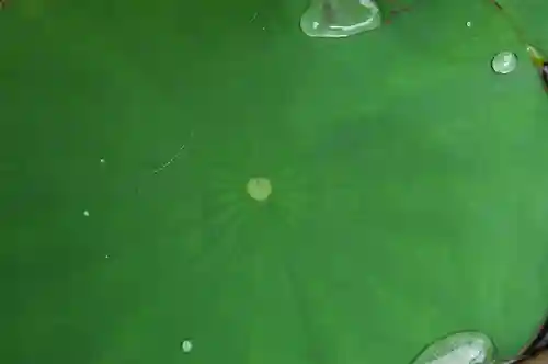 成蓮寺(島根県)