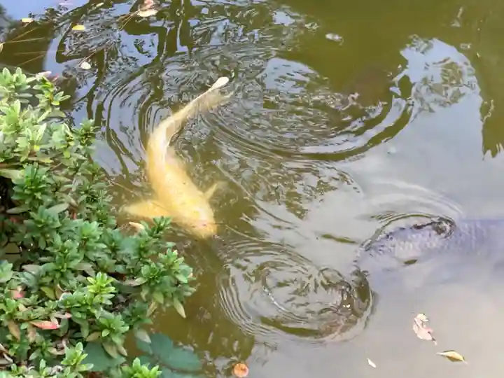 観音寺(世田谷山観音寺)(東京都)