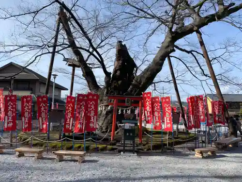 秩父今宮神社の自然